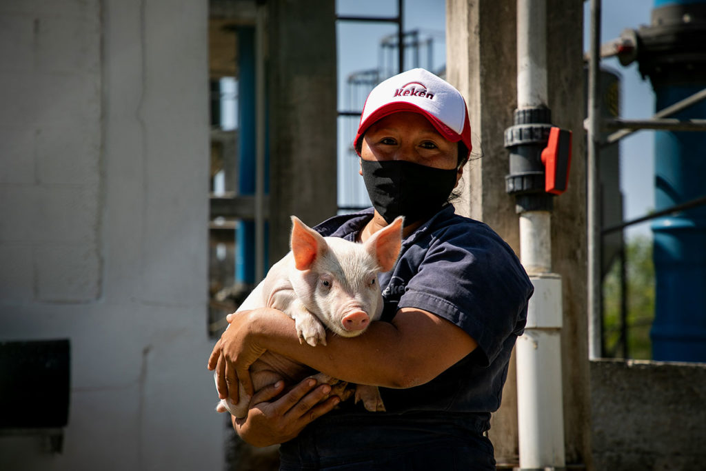 Porcicultura